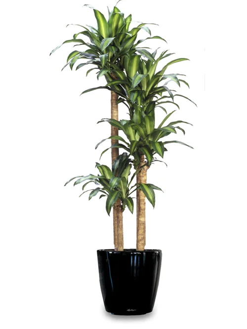 Dracaena Fragrans Massangeana Cane.