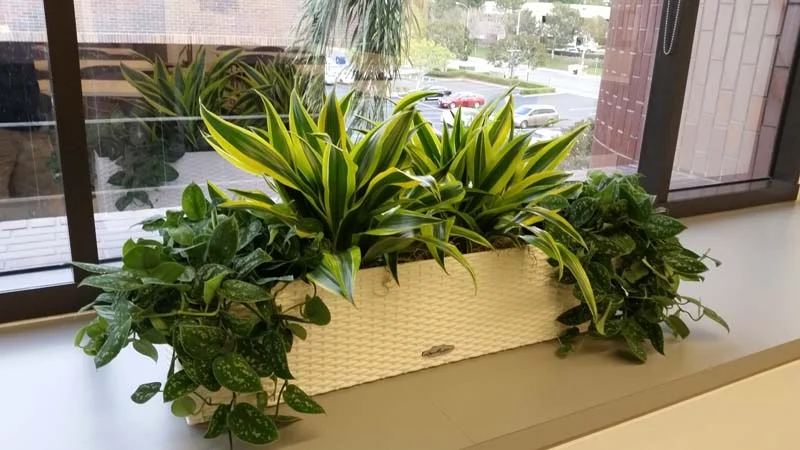 Dracaena Lemon lime and phillodendron Picta trailing .jpg