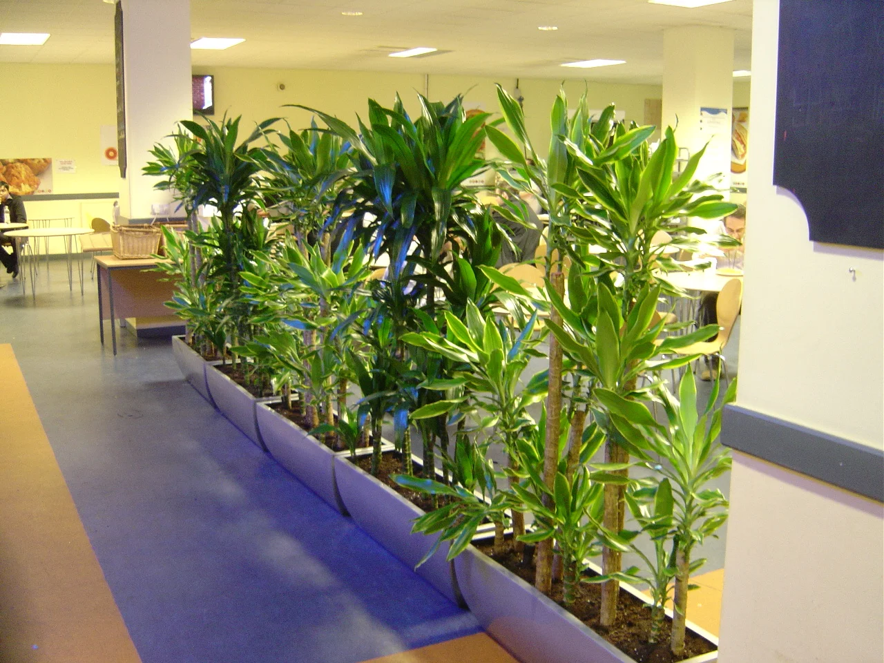 Line of Dracaenas forming natural  Screen