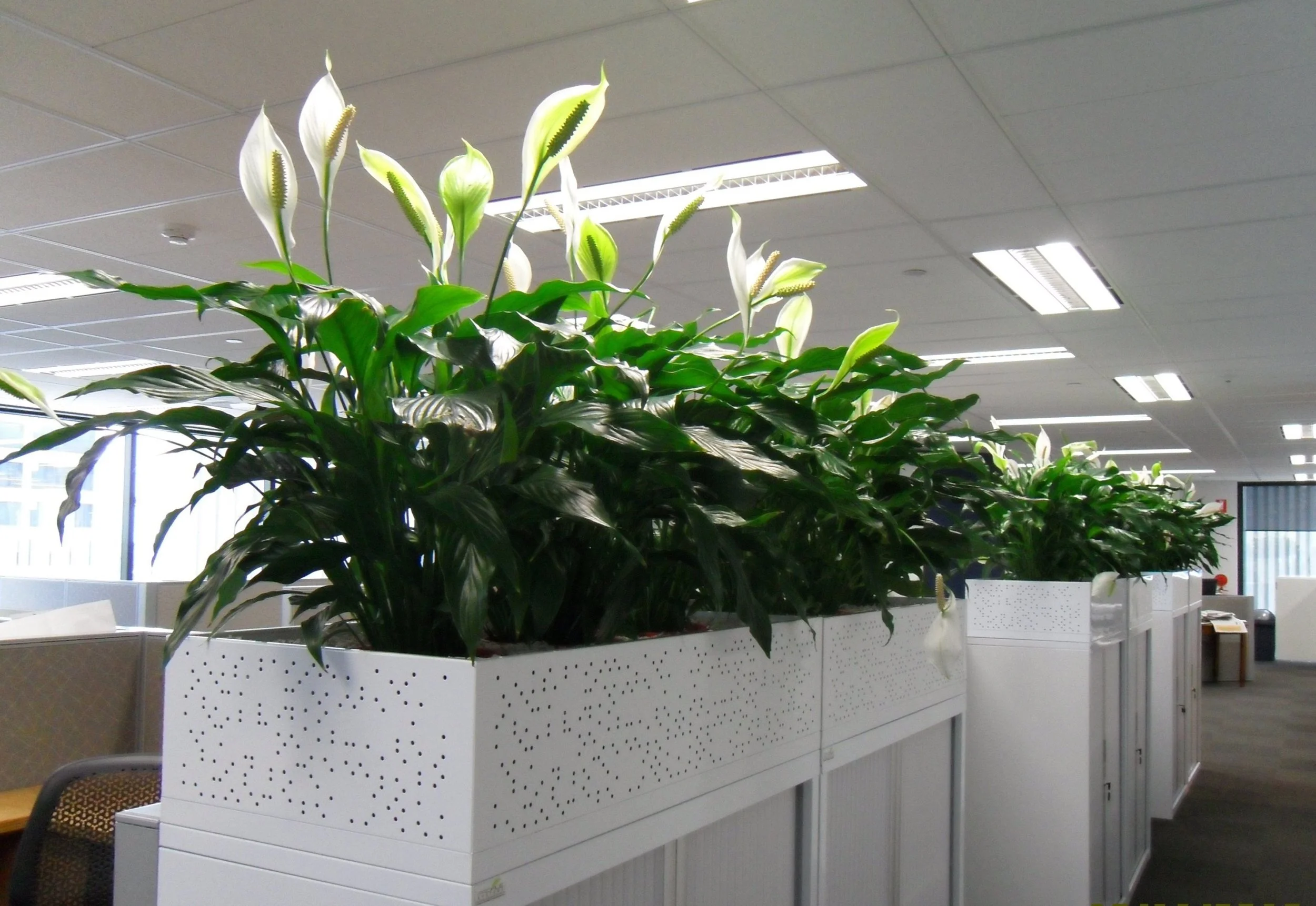Spathiphyllum