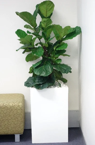 white-cube-with-ficus-lyrata
