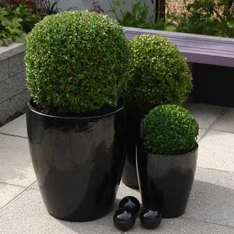 Buxus .jpg