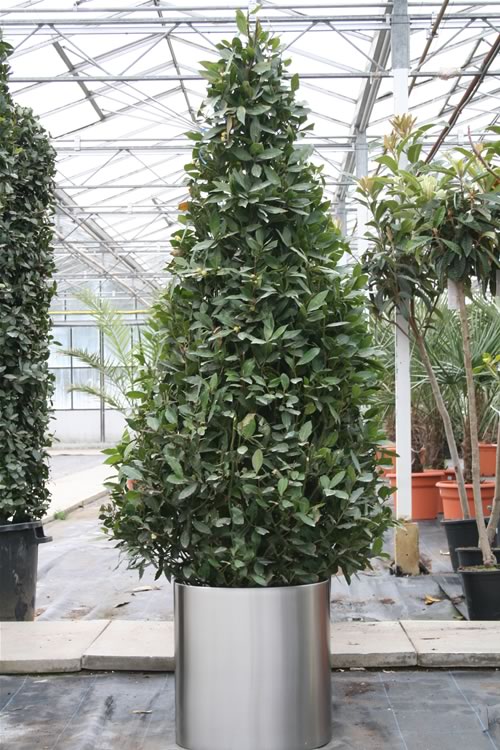 Extra Large Bay Pyramid Tree