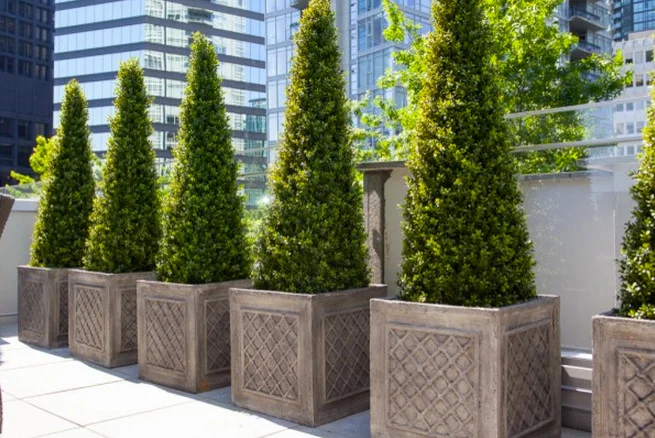 Innovative-Boxwood-Topiary