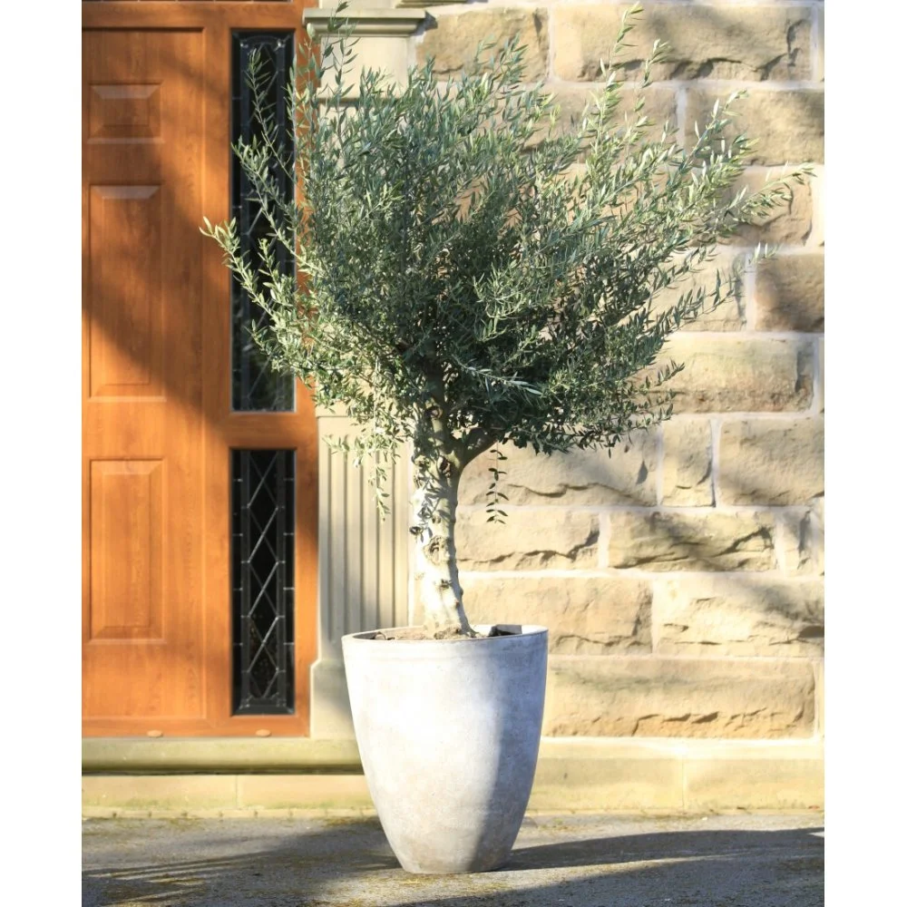 olive-tree-with-sand-vase-planter