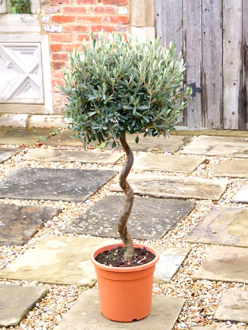 sicilian_half_standard Olive