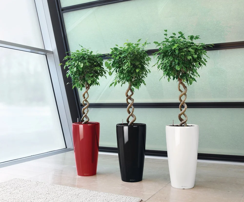Minamalsistic_and_striking_Ficus_Corkscrew_displays_web.jpg