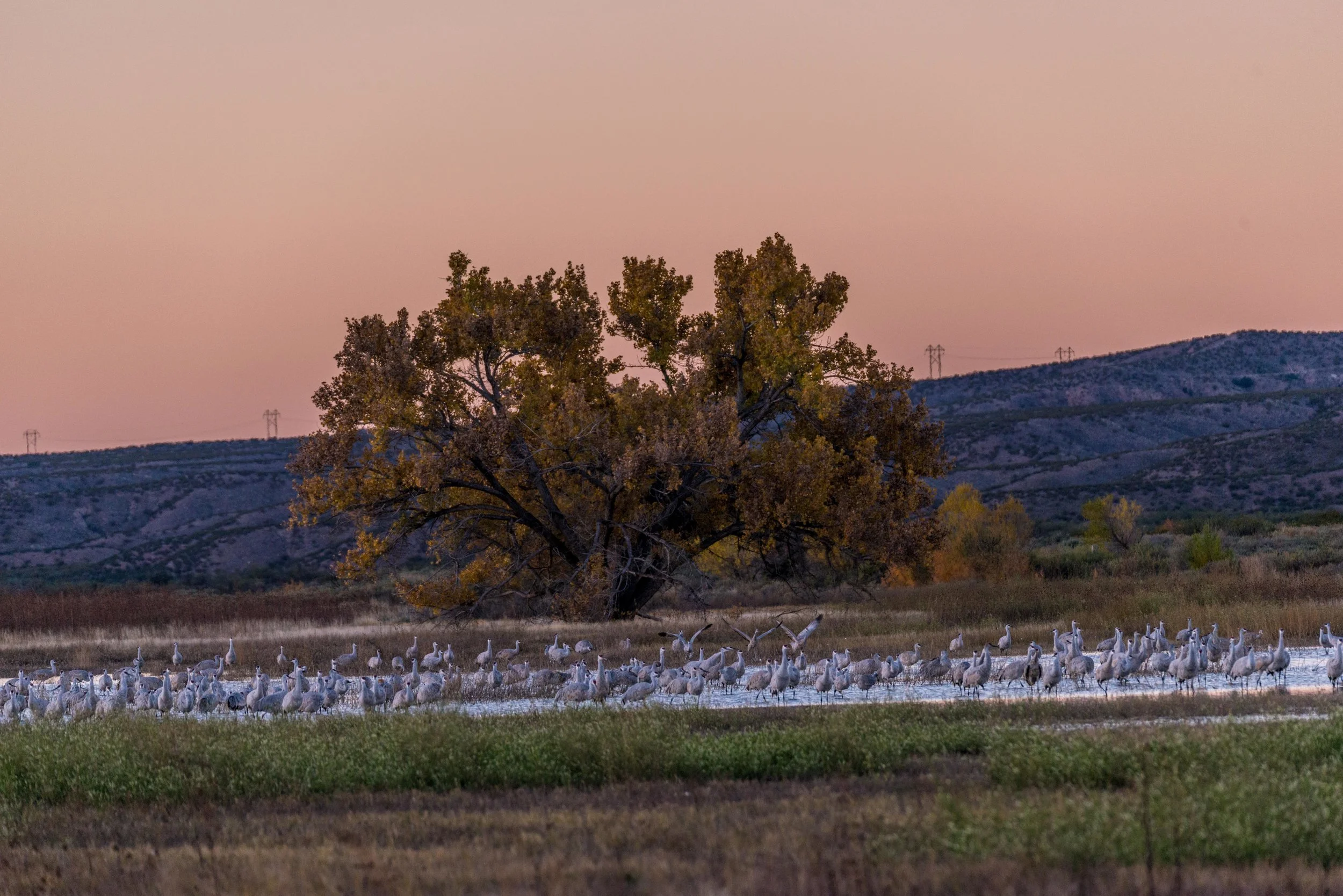 ABQ_6411.jpg