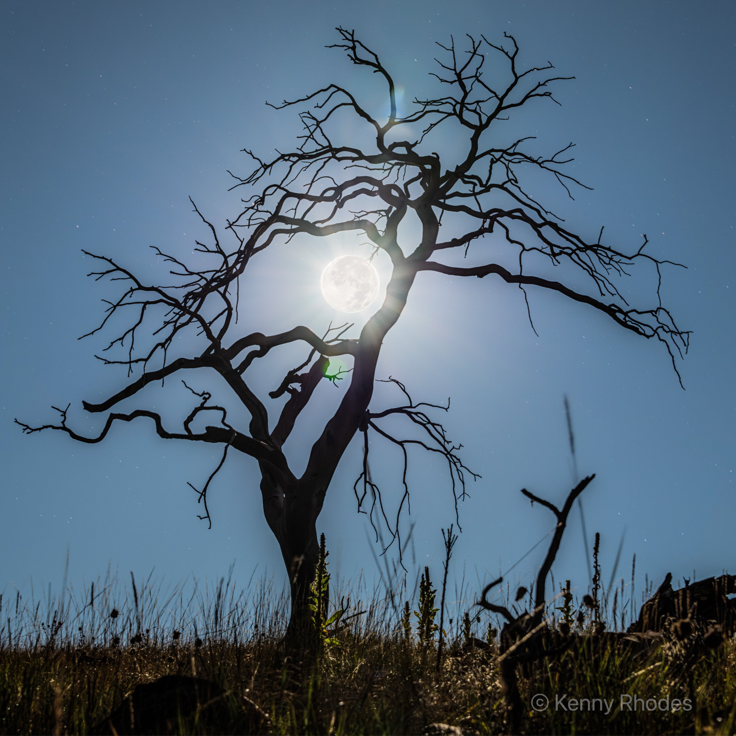 Royal Gorge Tree - 1.jpg