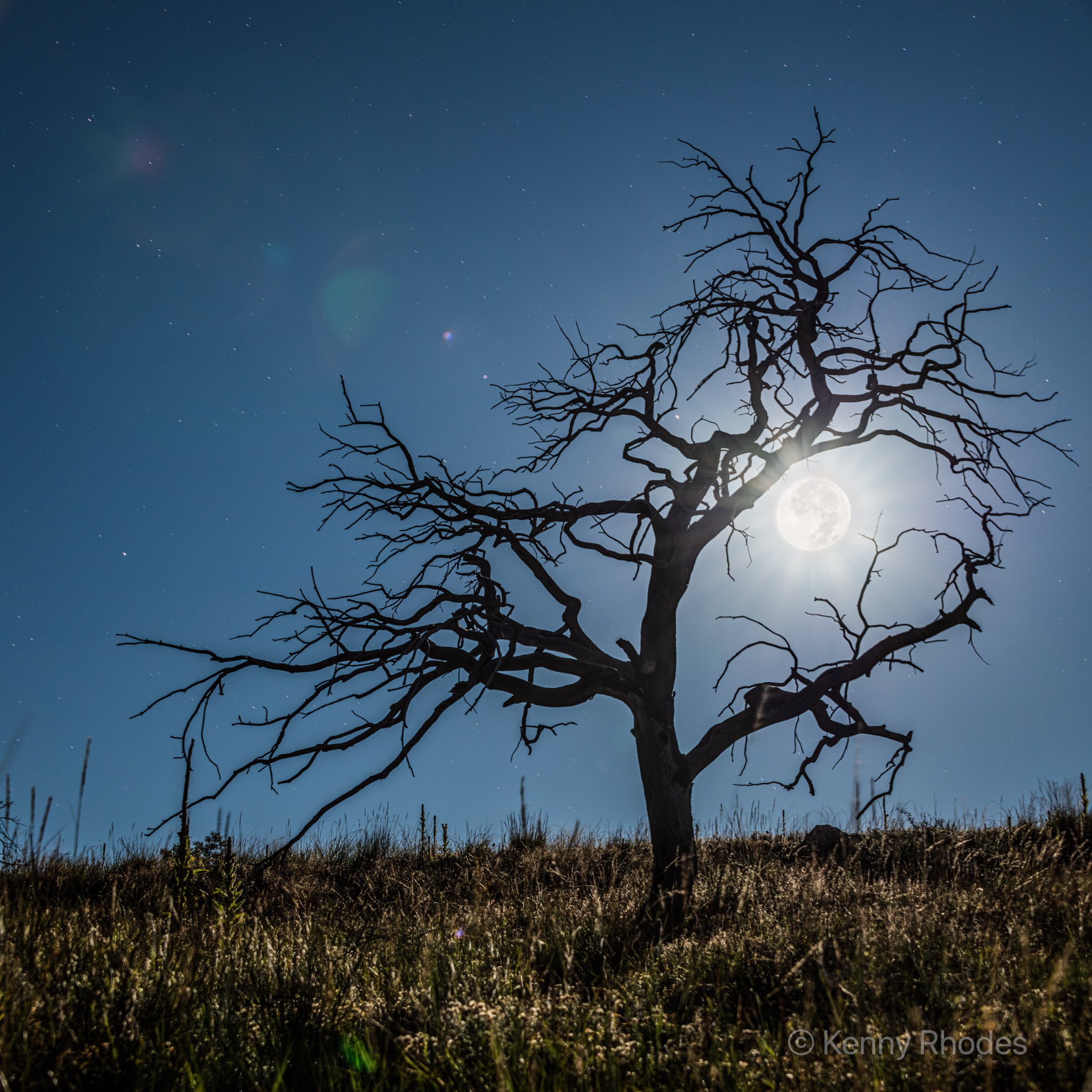 Royal Gorge Tree - 2.jpg