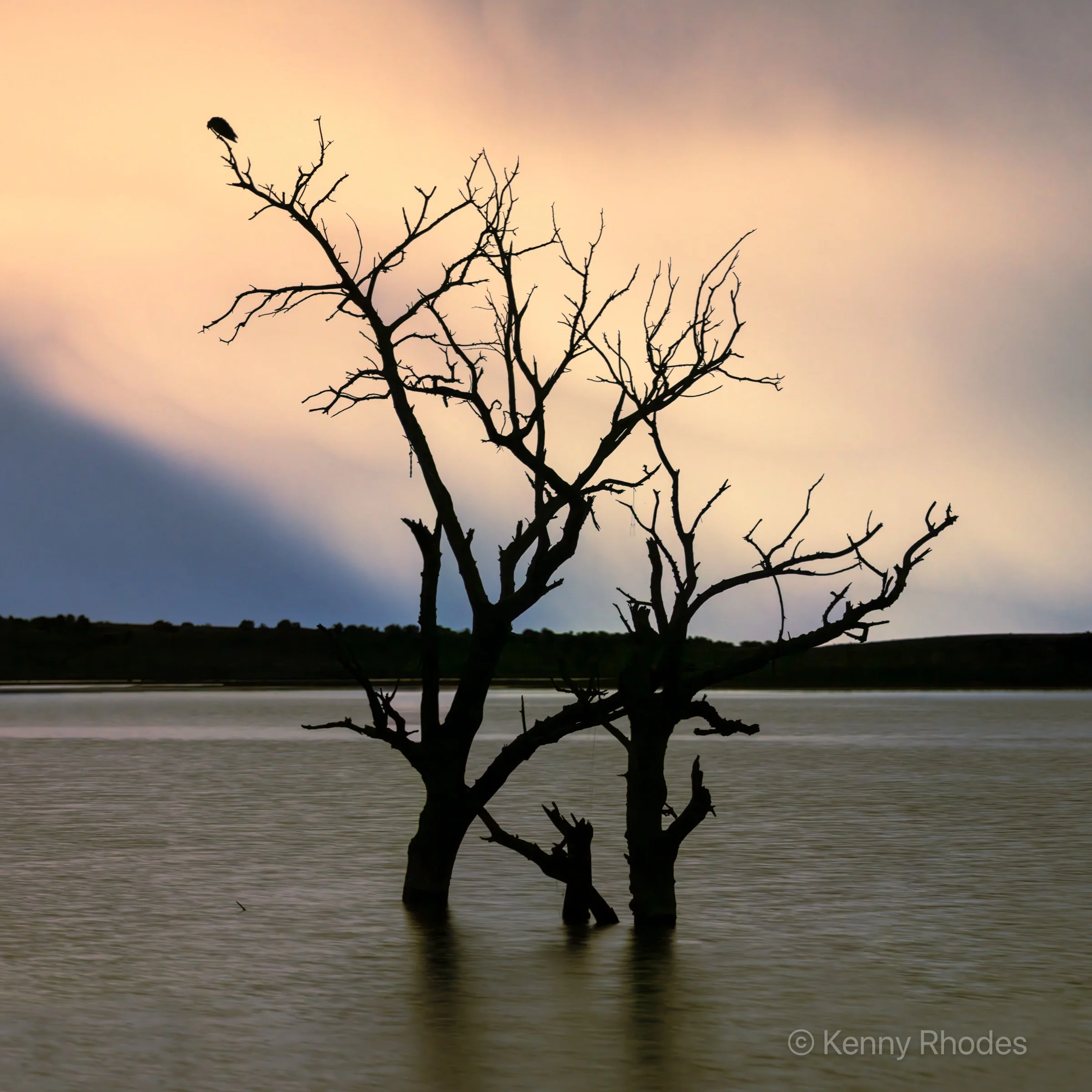 Swallows Trees and Osprey at Night.jpg