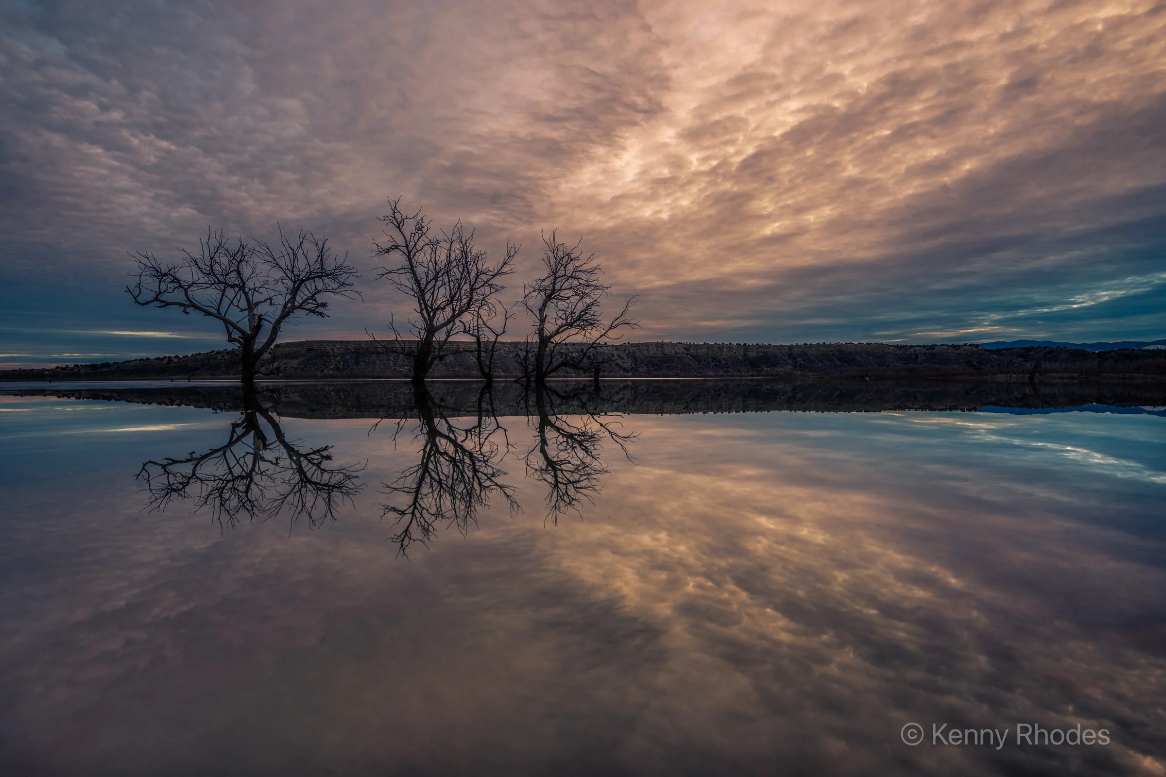 Swallows Trees Moonlit Through Clouds.jpg