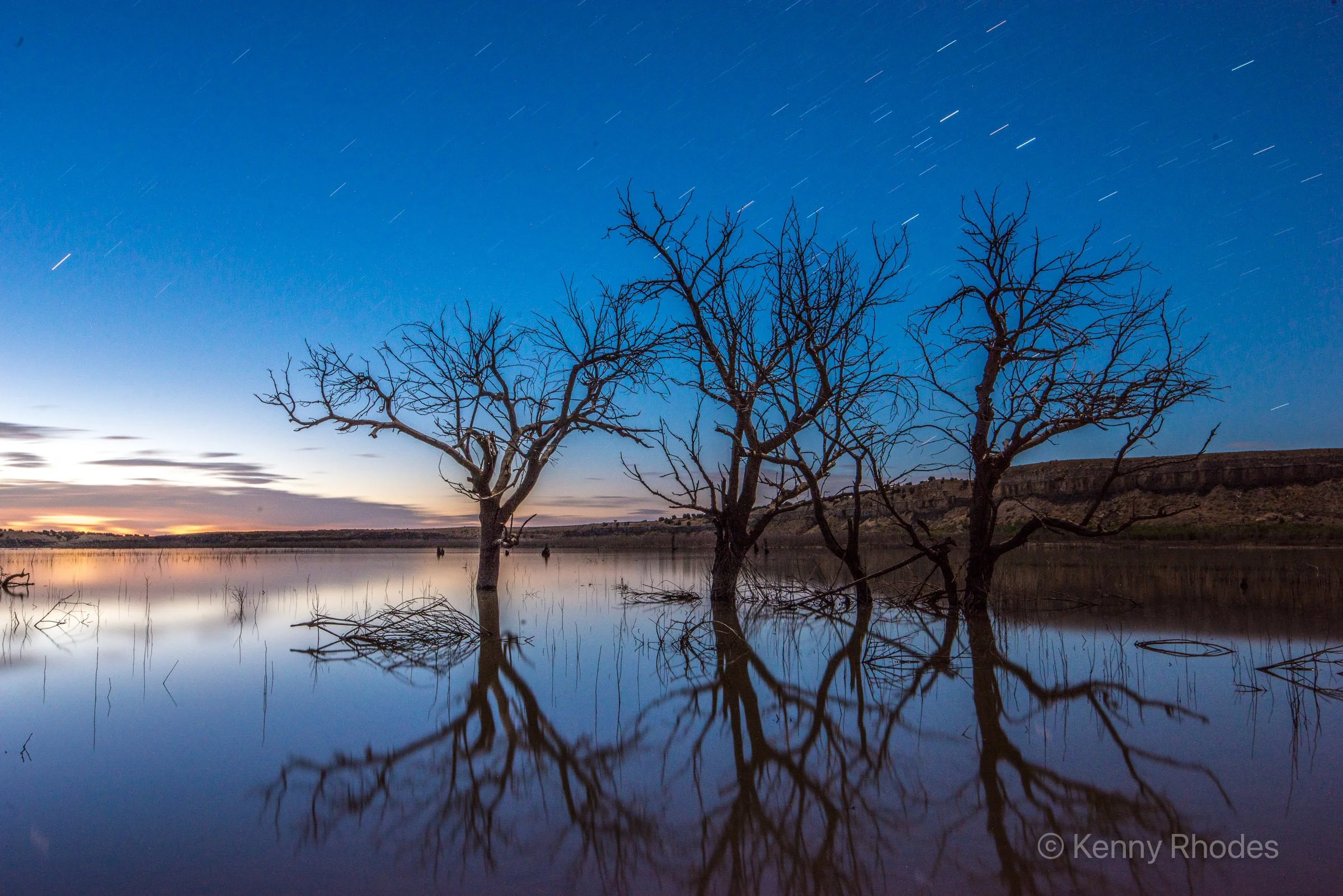 Swallows Trees Night 222 Second Exposure.jpg