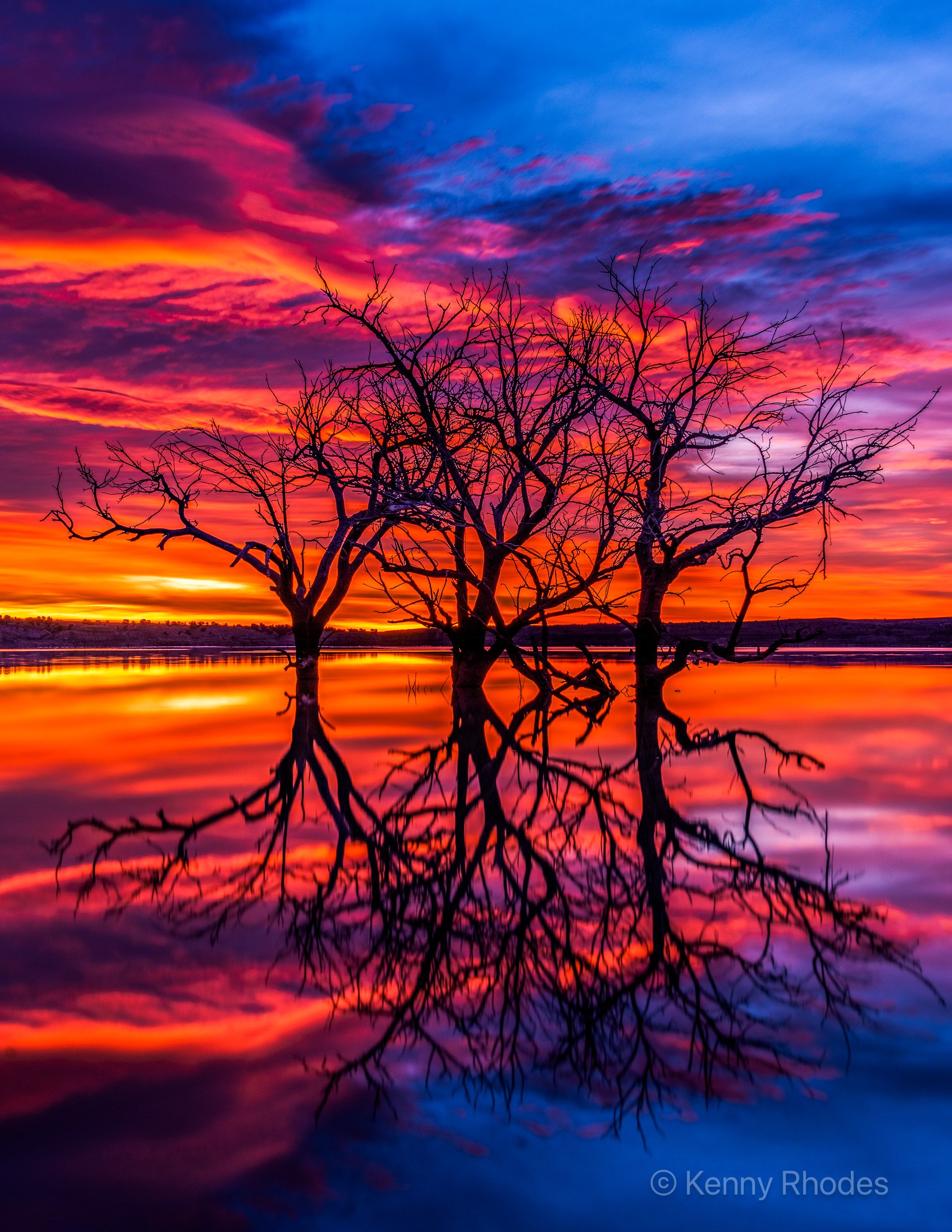 Swallows Trees Predawn Reflecting 3.jpg