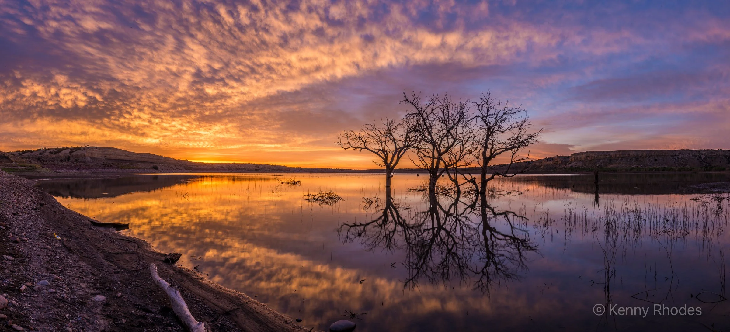 Swallows Trees Predawn Wide 2.jpg