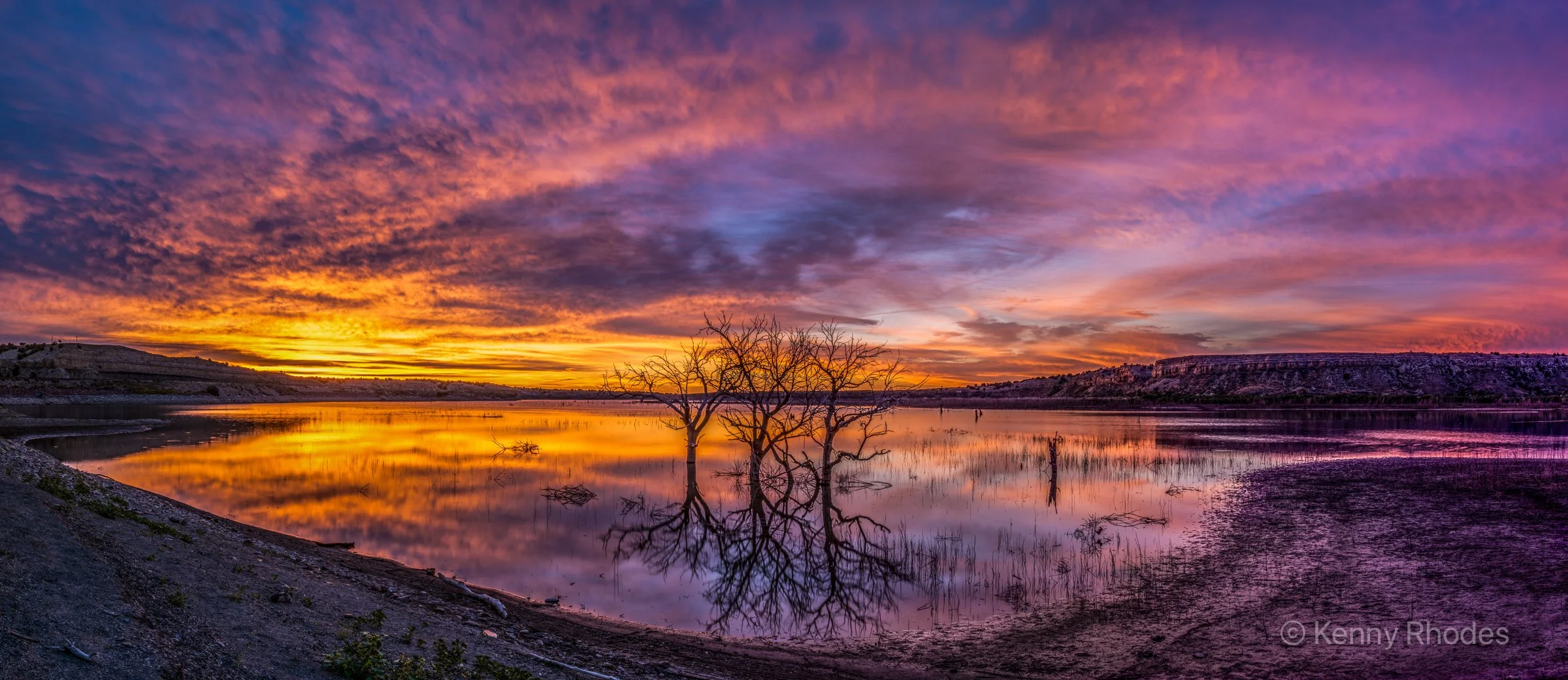 Swallows Trees Predawn Wide.jpg