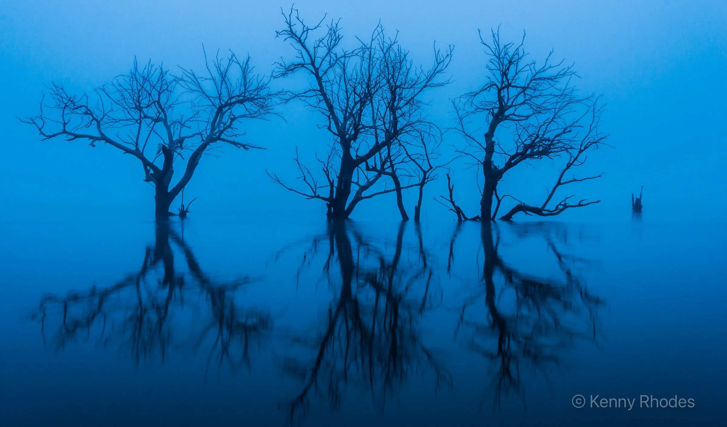 Swallows Trees with Fog.jpg
