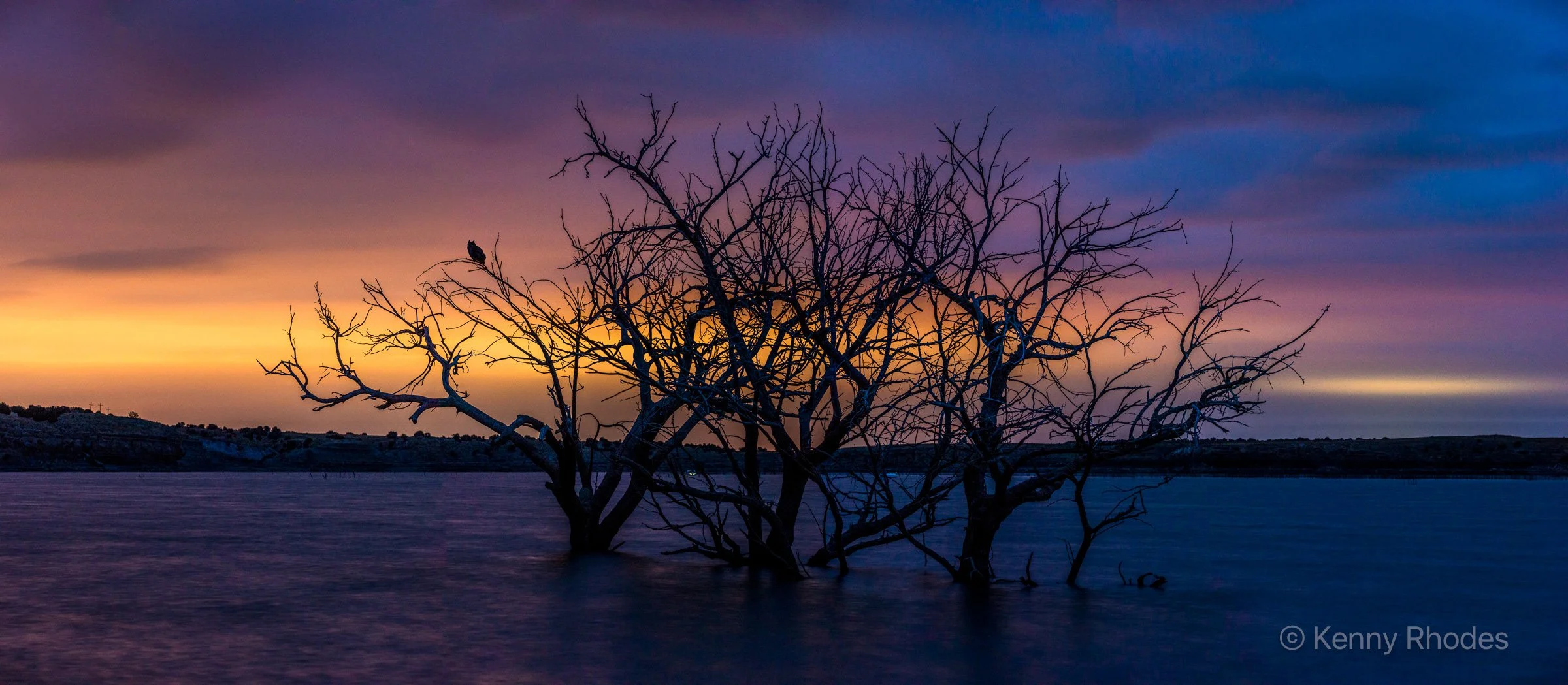 Swallows Trees with Owl Predawn.jpg