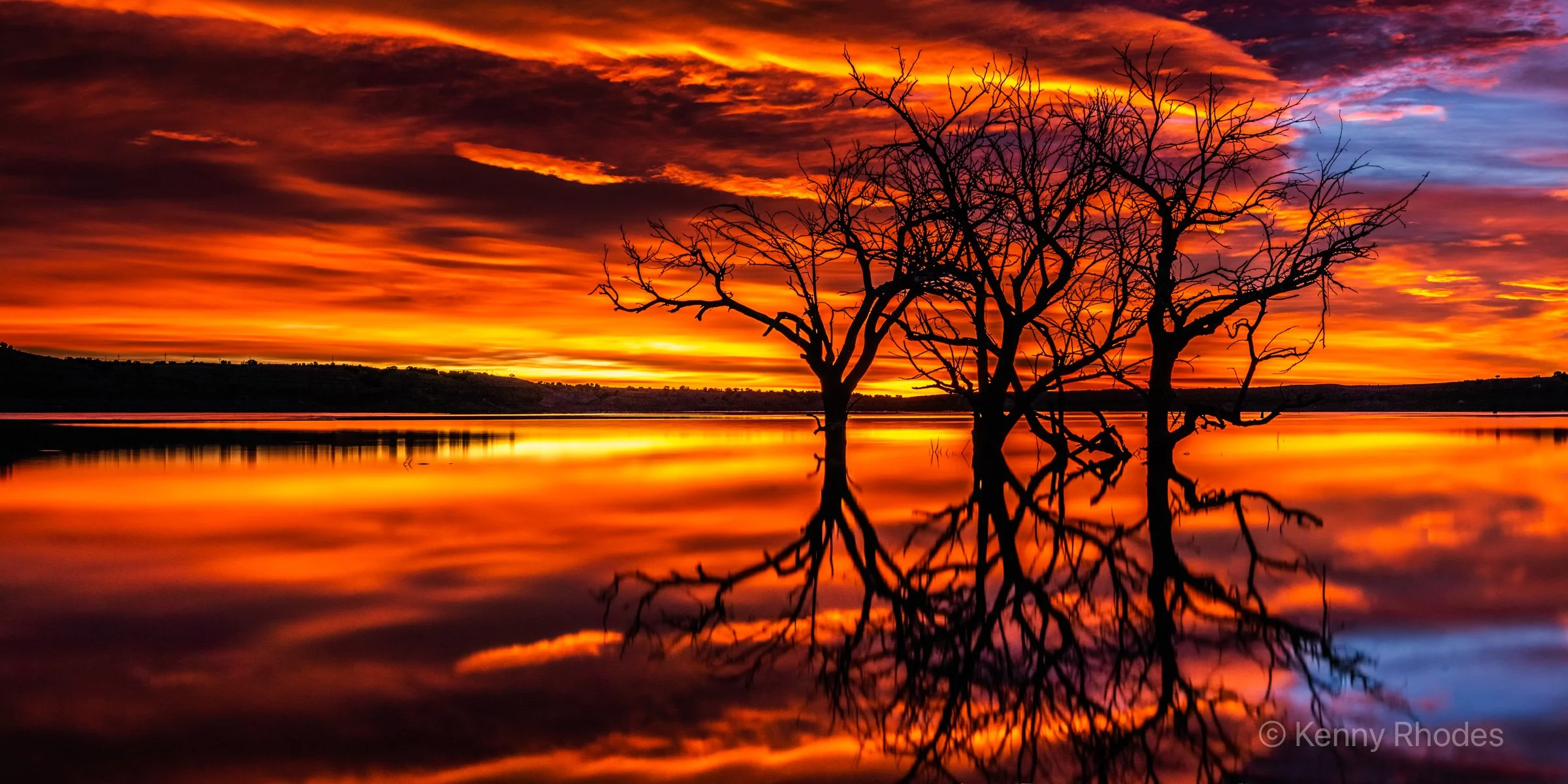 Swallows Trees Predawn Reflecting 1.jpg