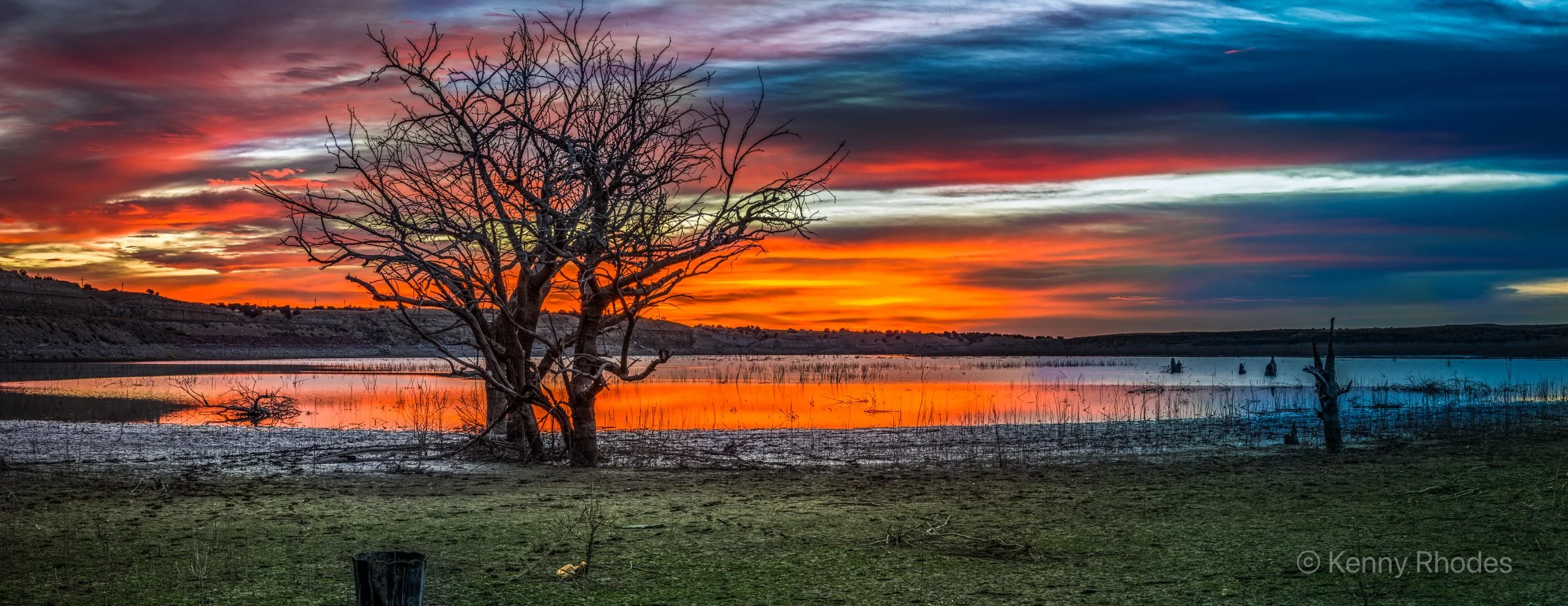 Swallows Trees Predawn Drought.jpg