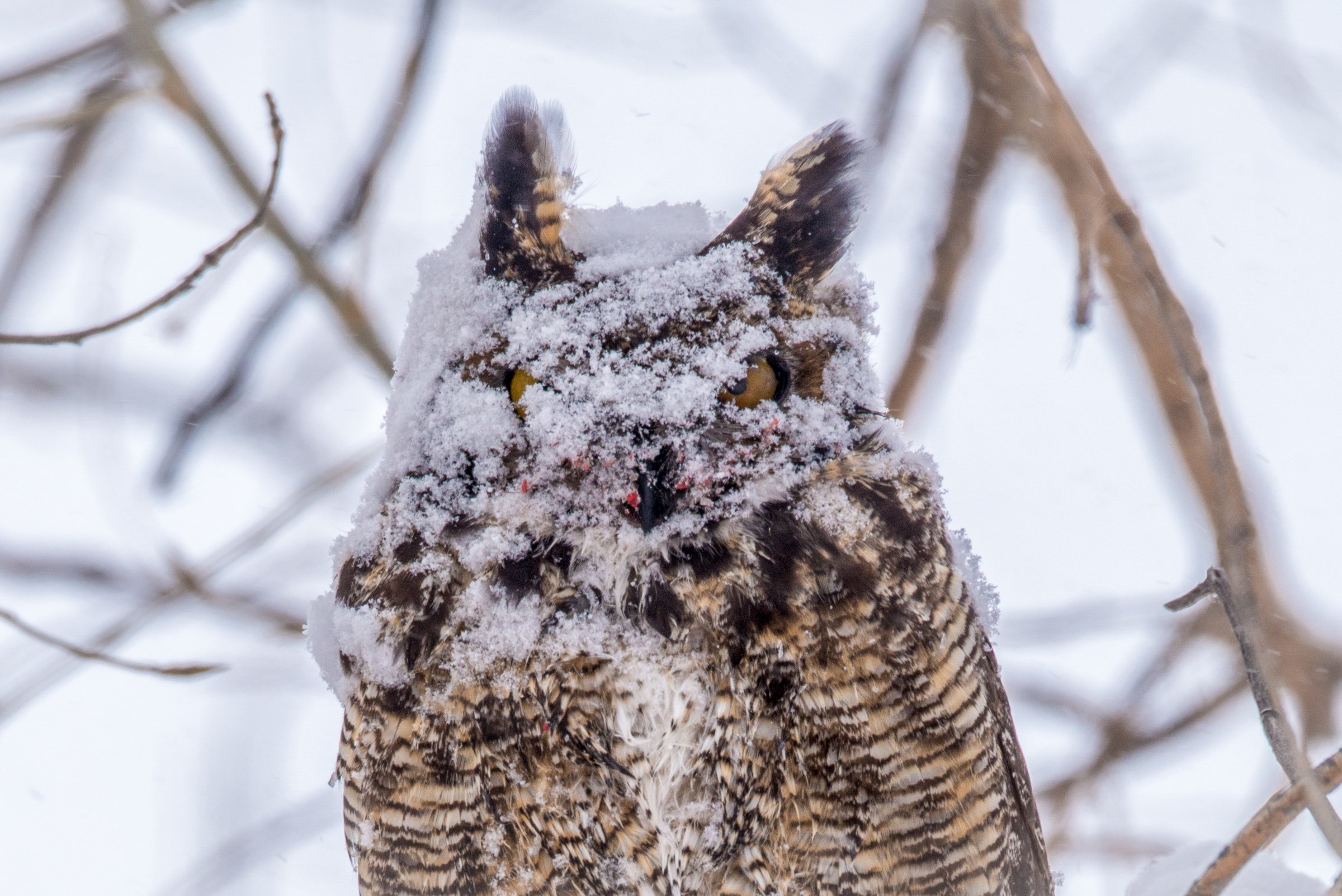 Great Horned Owl in a Blizzard