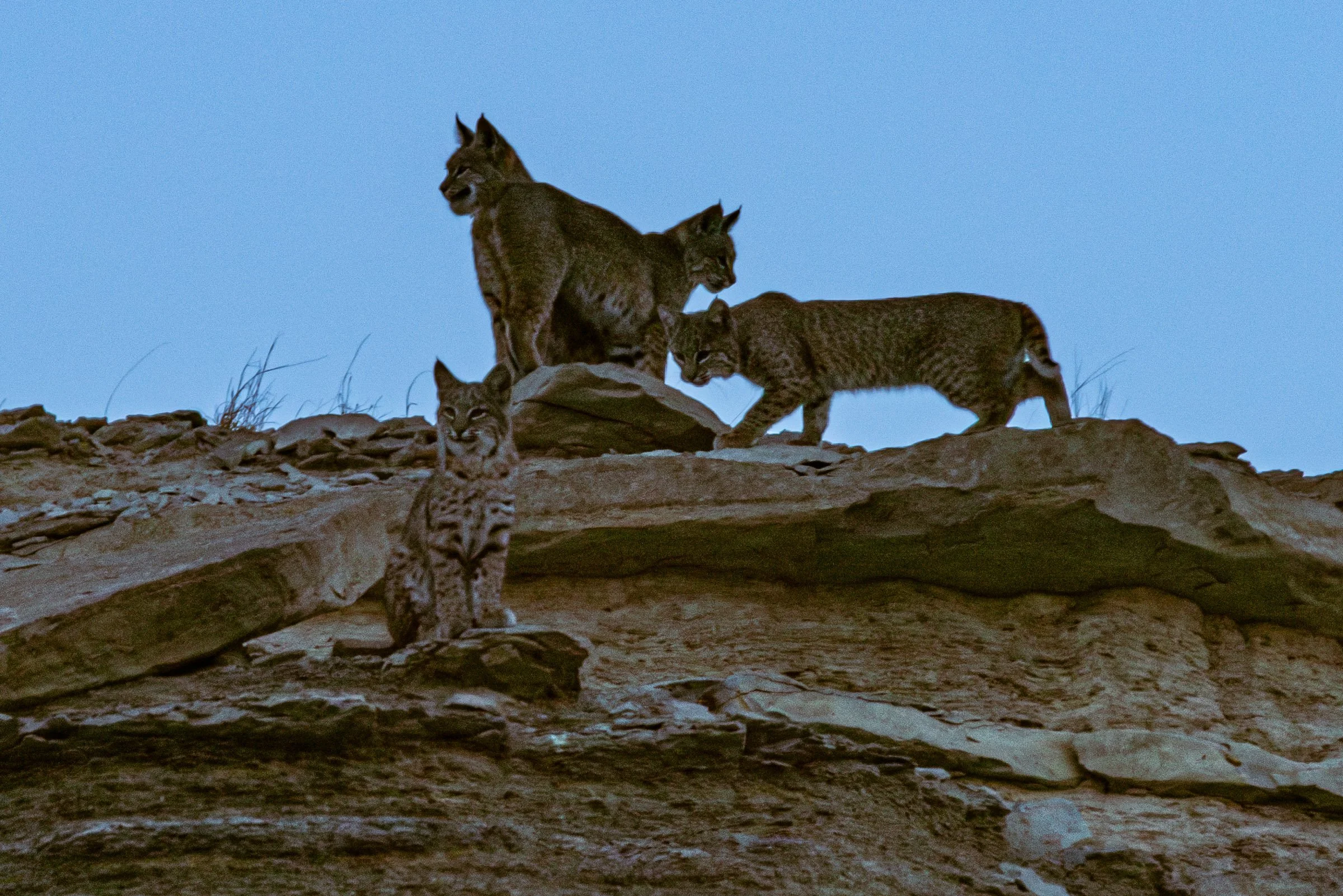 Bobcat Family at Dawn