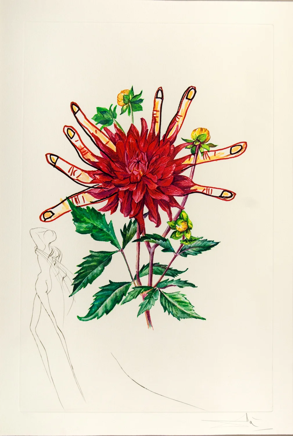 Floral (Surrealistic Flowers 1972): Dahlia rapax (Dahlia & Fingers), heliogravure with etching, 23 x 16.5, signed EA, 1972, ML 538