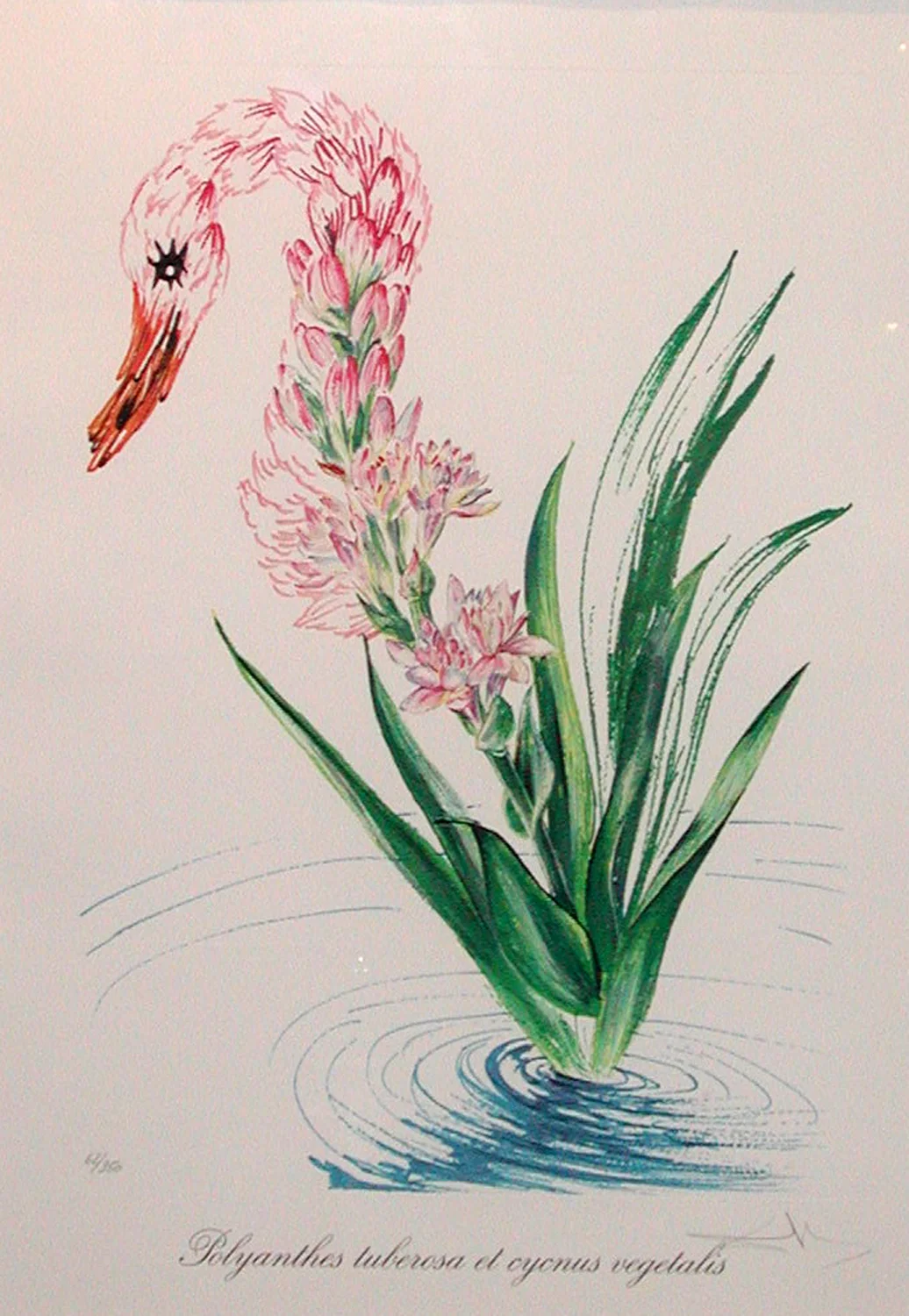 SOLD Florals (Surrealistic Flowers 1972): Polyanthes tyberosa et cygnus vegetalis (Water Hybiscus & Swann), heliogravure with etching, 23 x 16.5, signed 210/350, 1972, ML 542