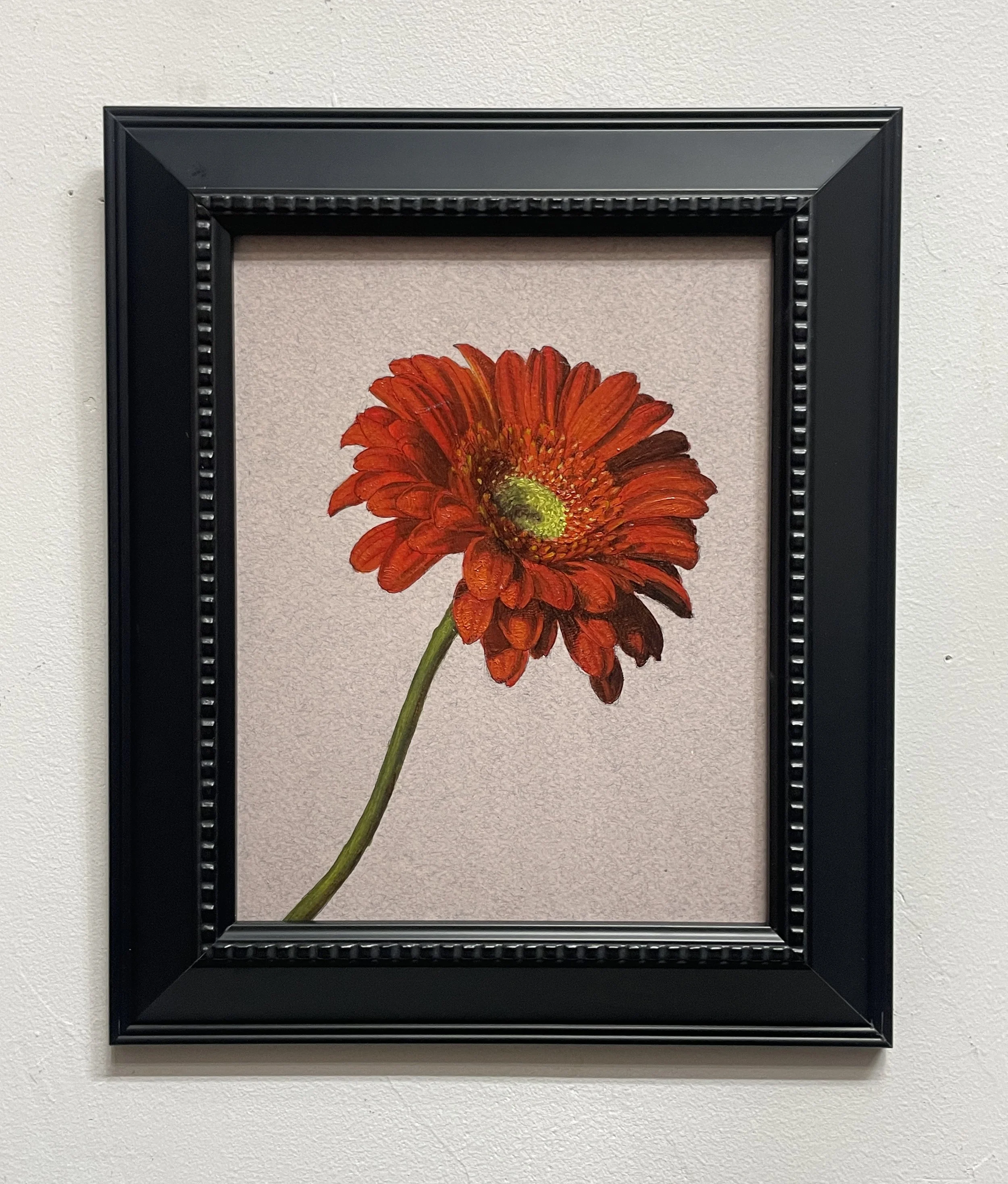 Gerbera Daisy