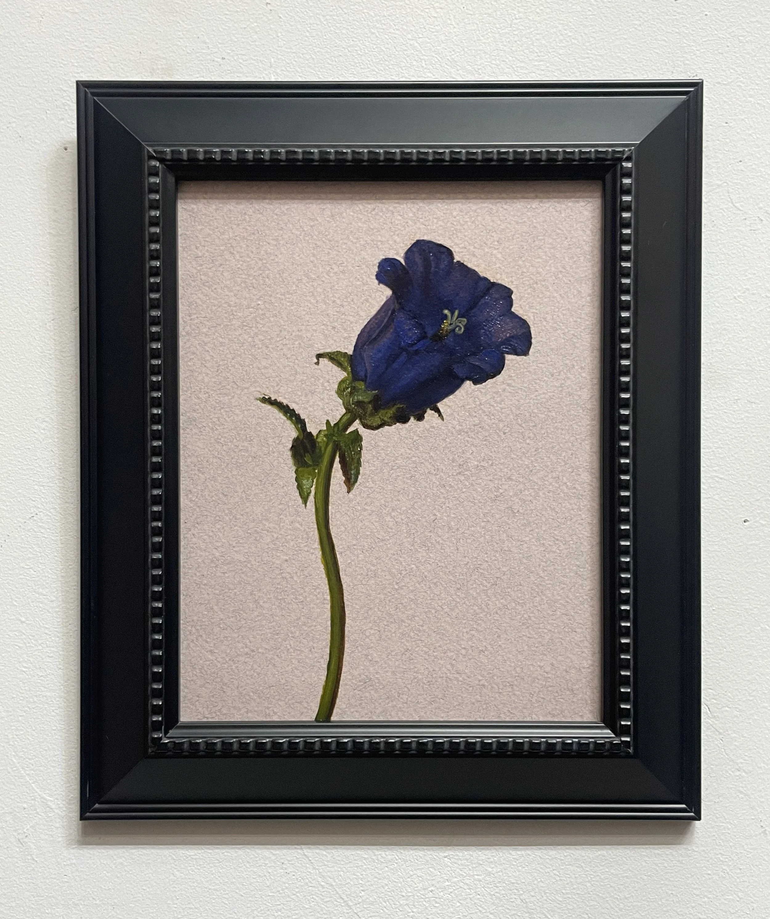 Violet Bellflower