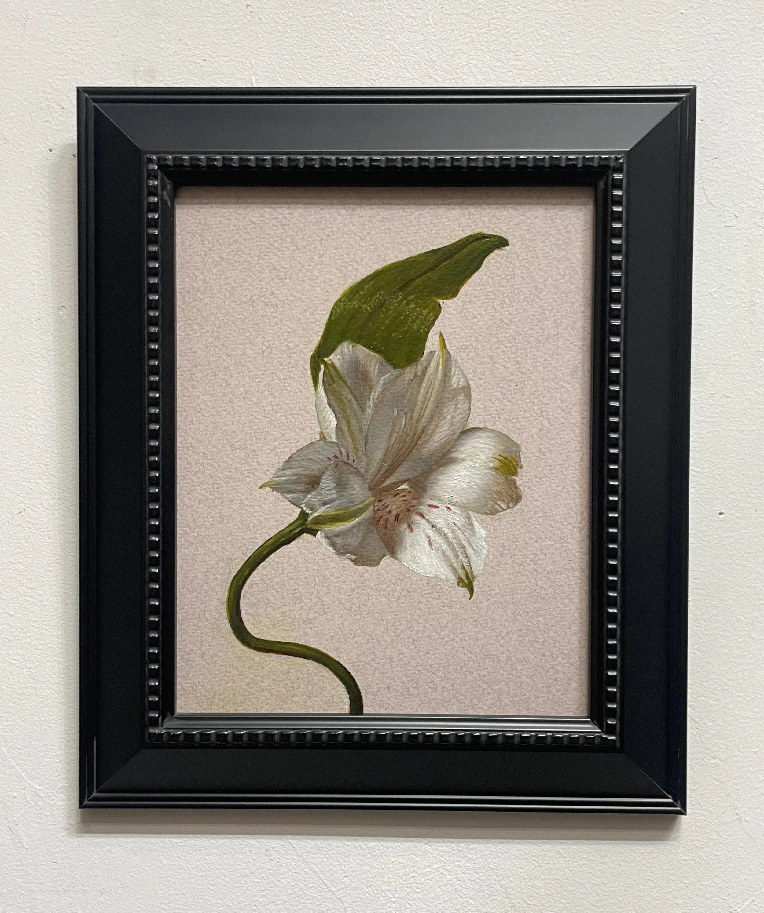 White Alstroemeria