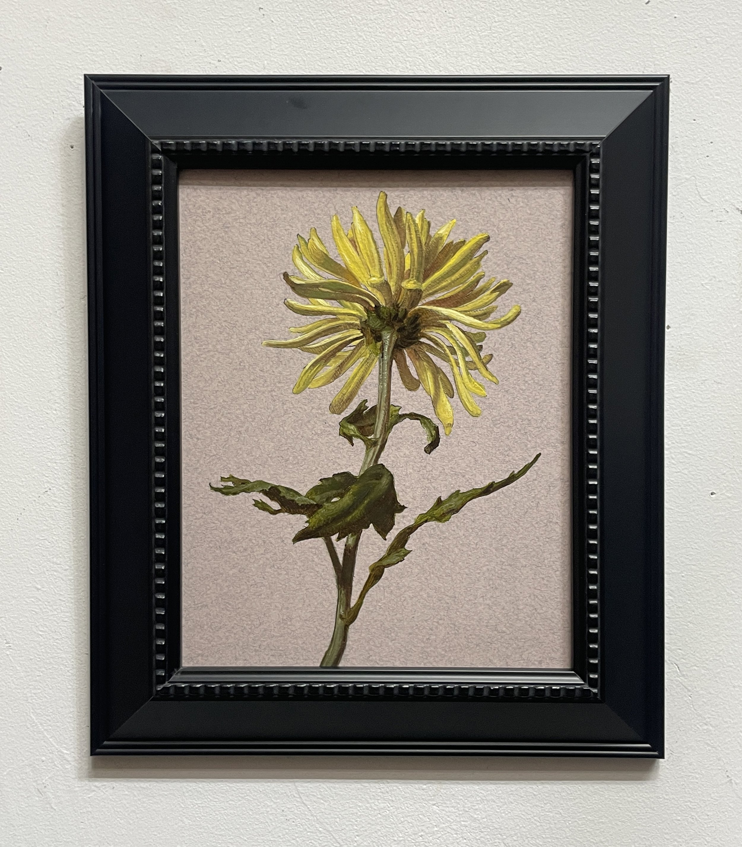 Spider Mum