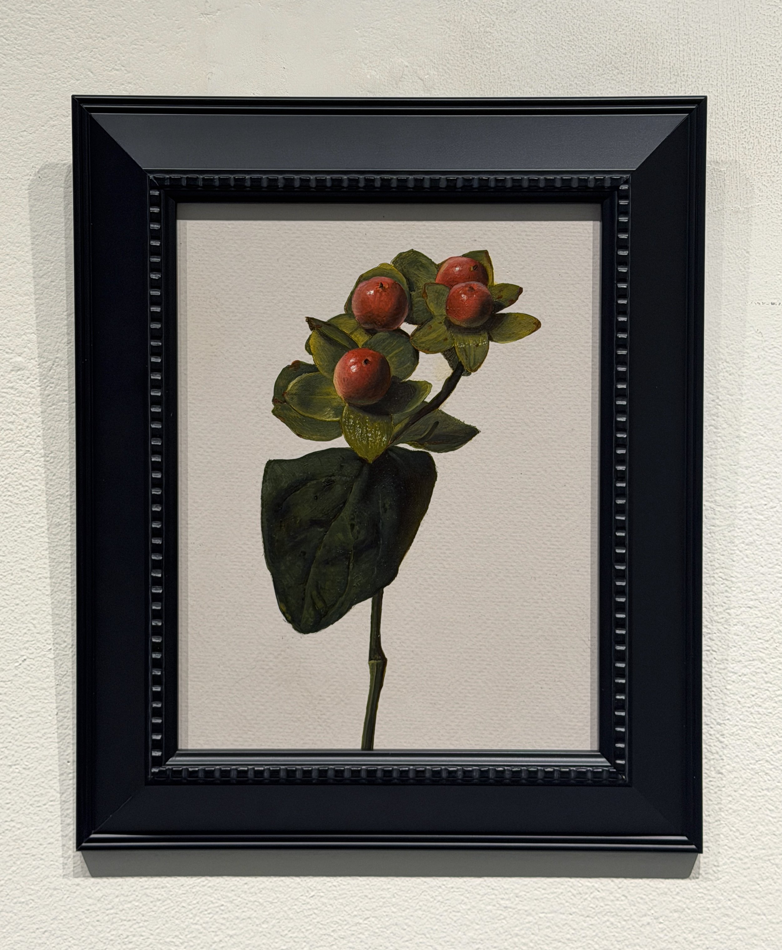 Hypericum Berries