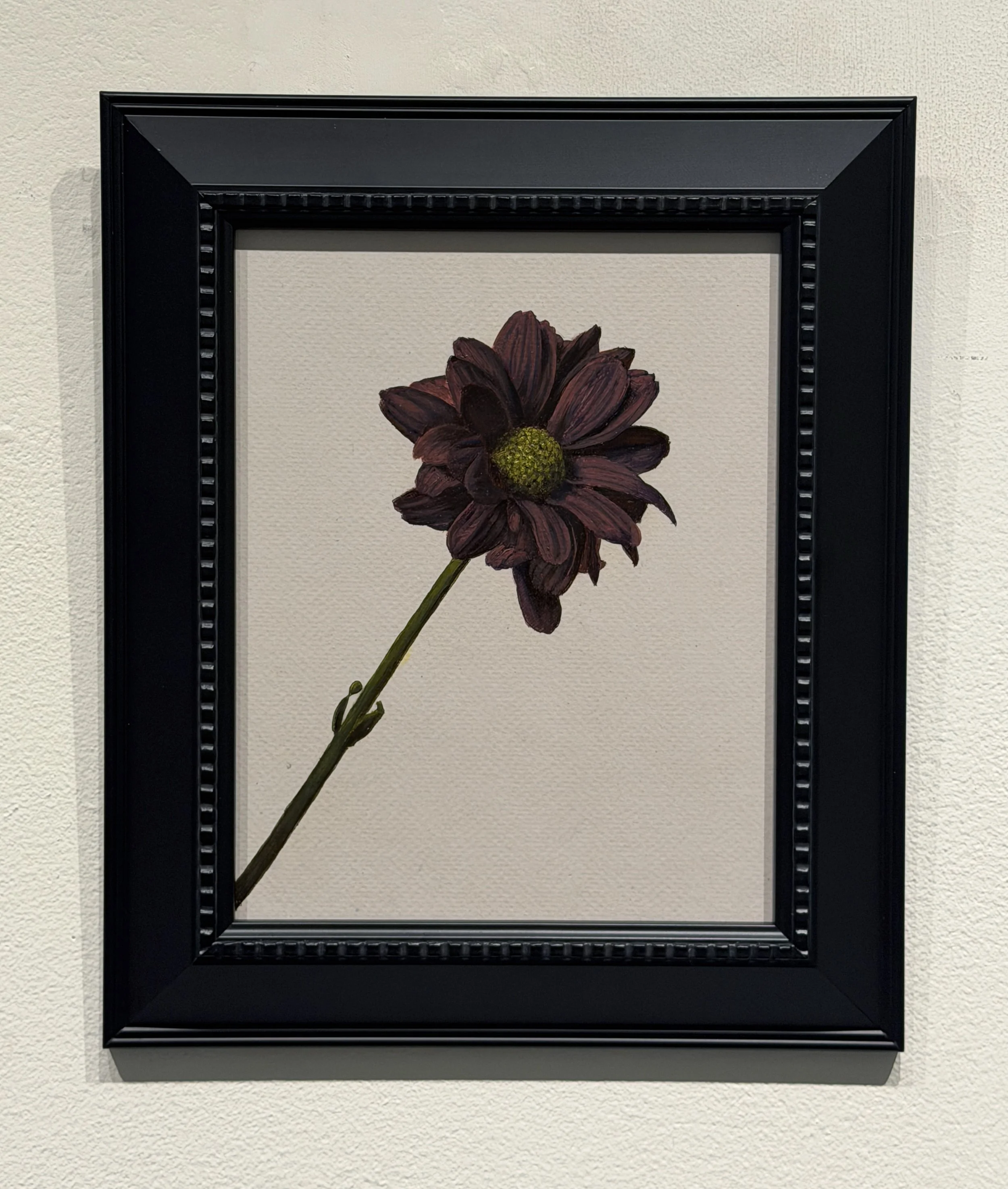 Violet Daisy