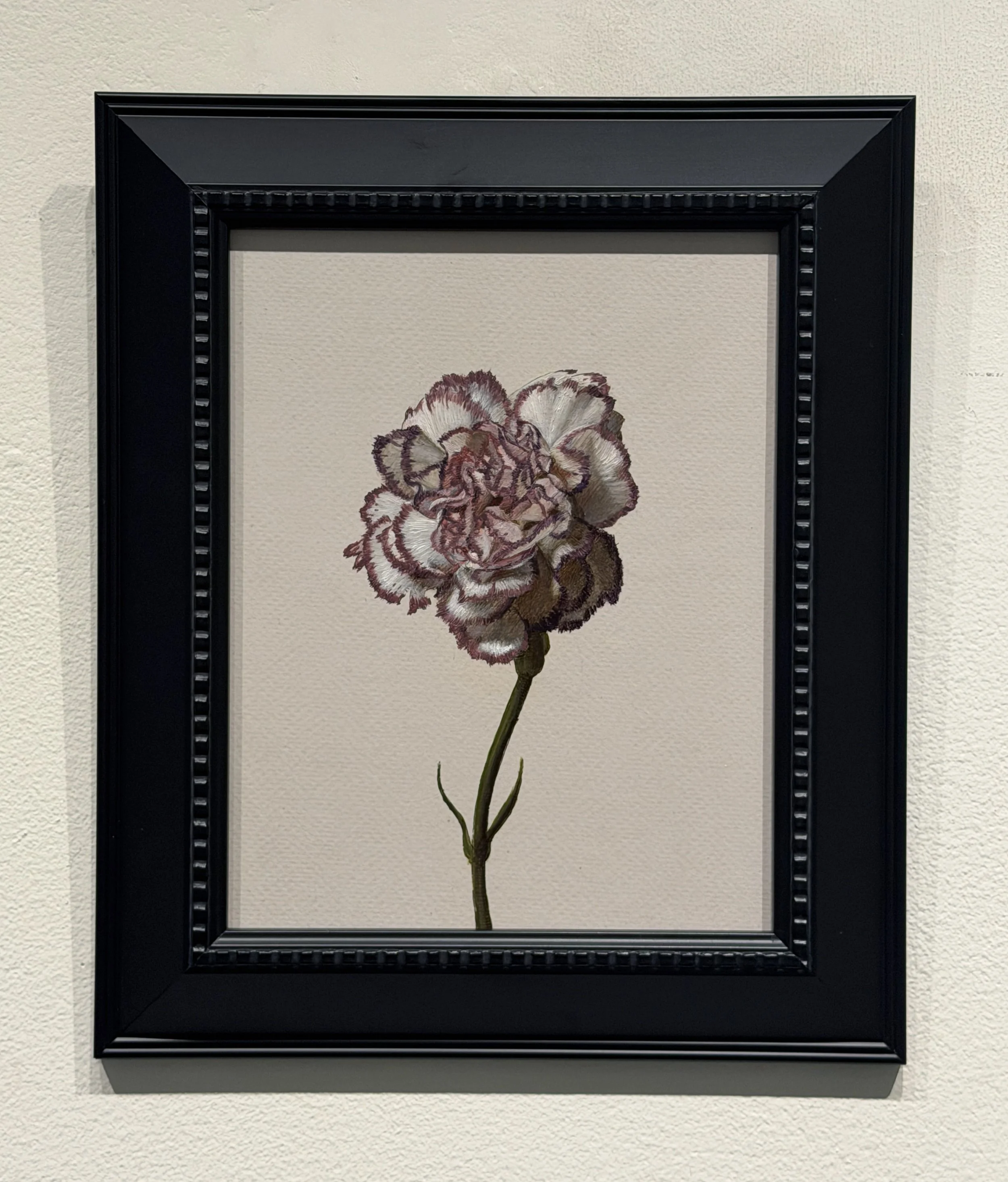 White and Violet Carnation