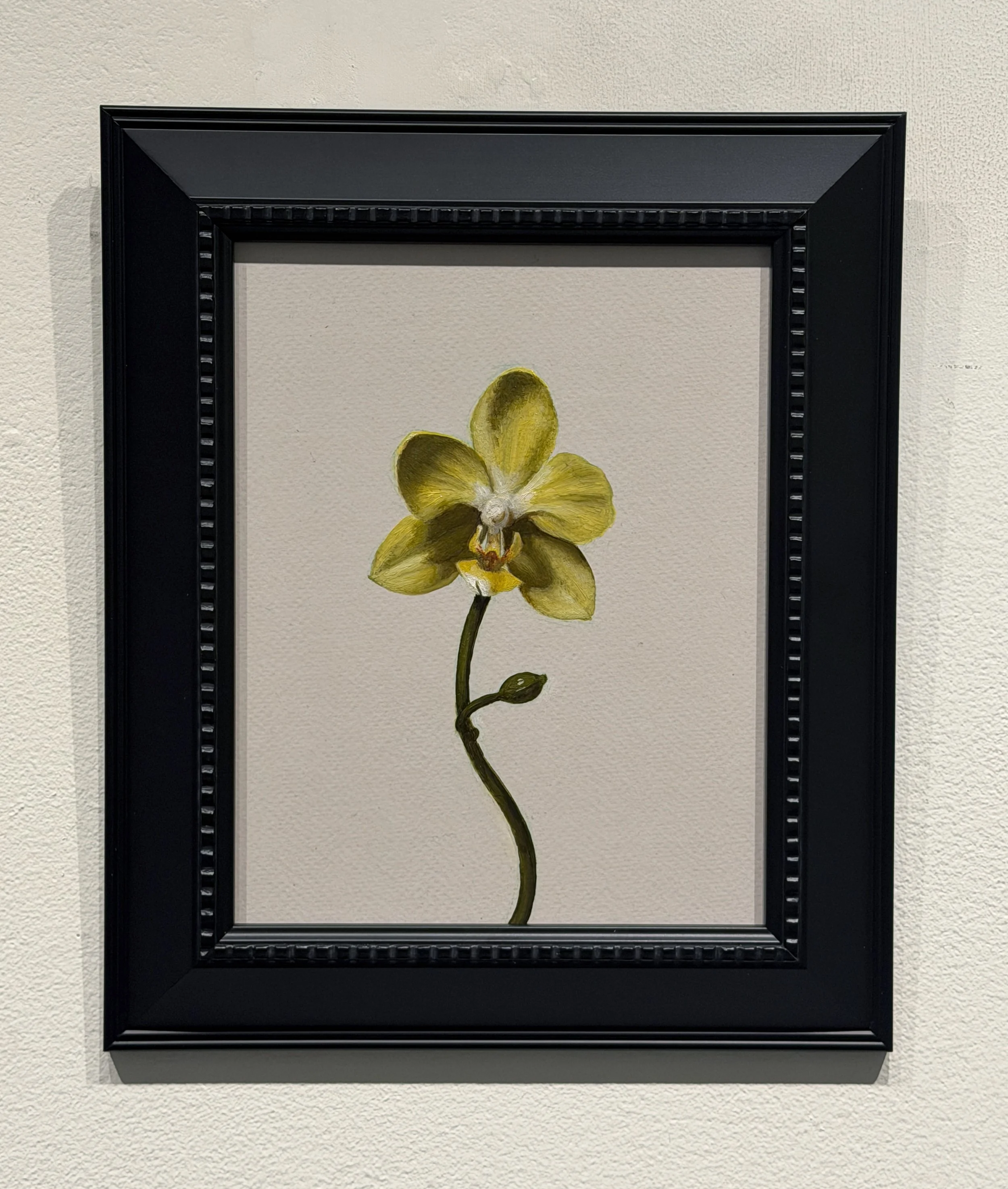 Yellow Orchid