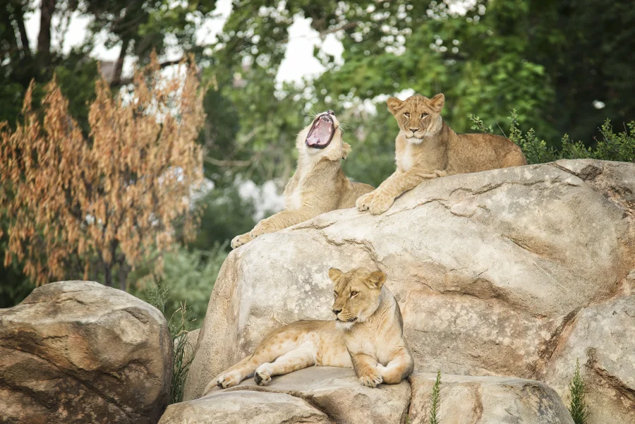 20160724_ZooWorkshop_0015.jpg