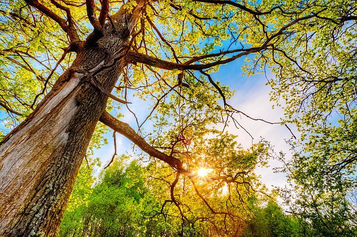 bigstock-Spring-Sun-Shining-Through-Can-82639772.jpg