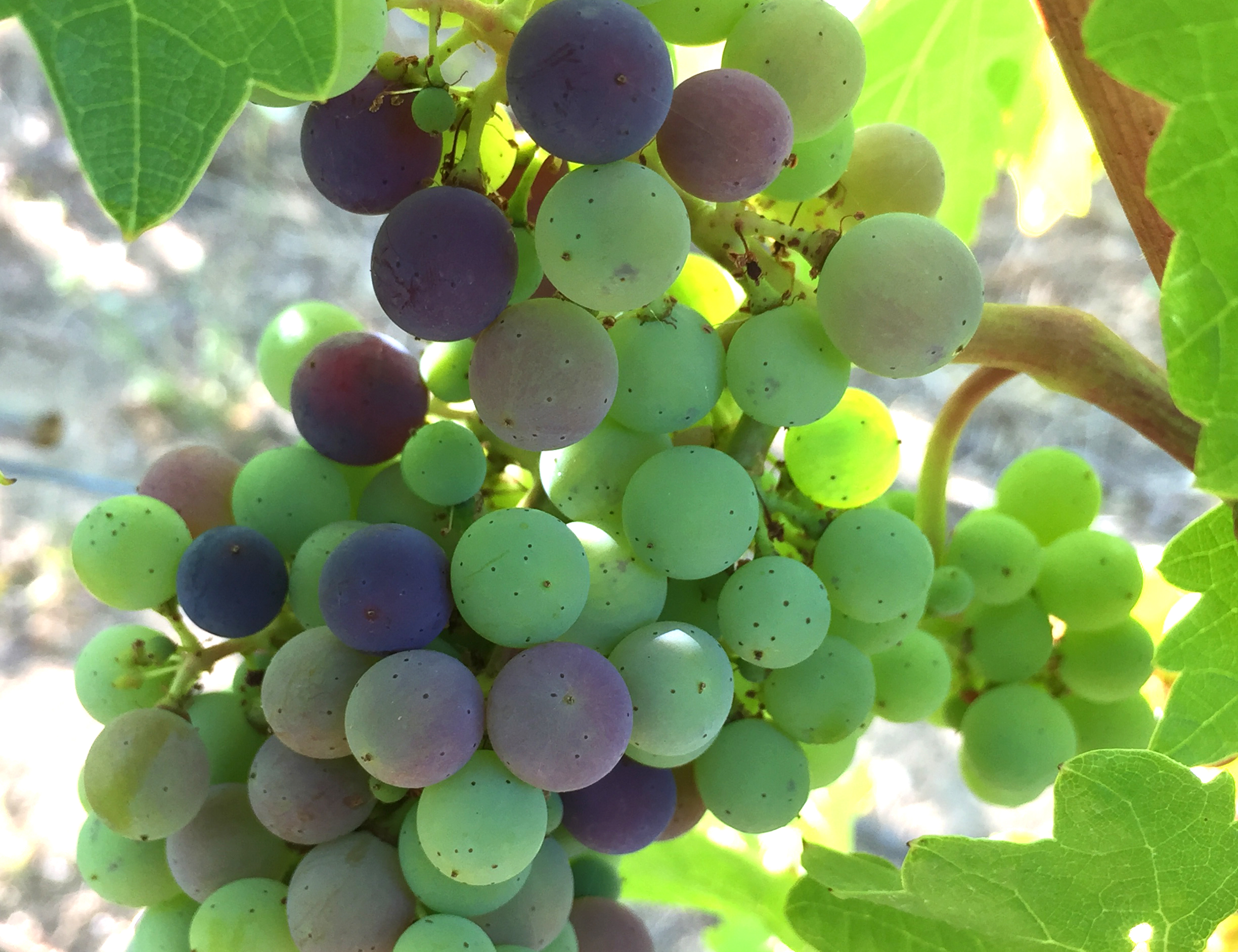 grapes2.jpg
