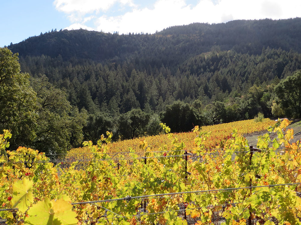 Vineyard-2.jpg