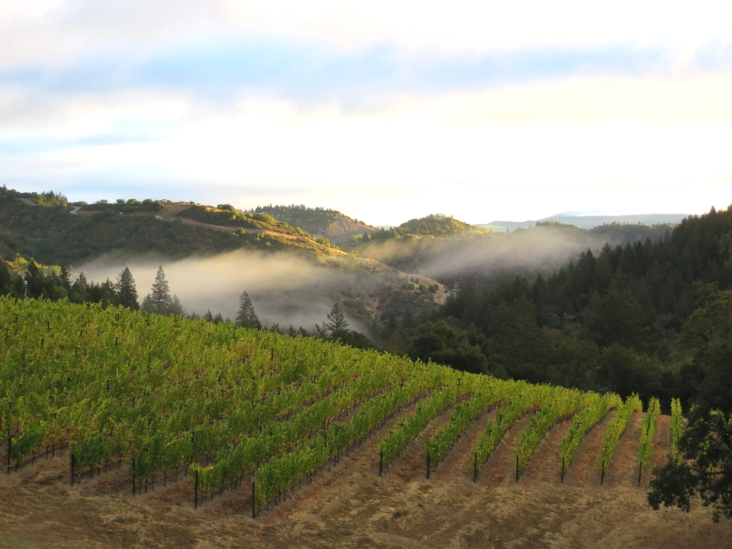 vineyard_homepage.jpg