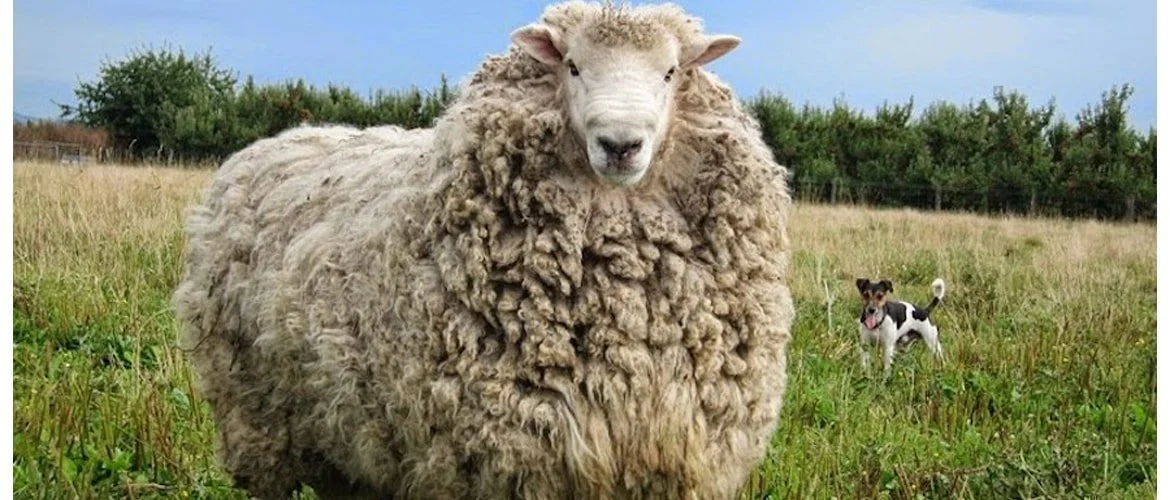 merinosheep.jpg