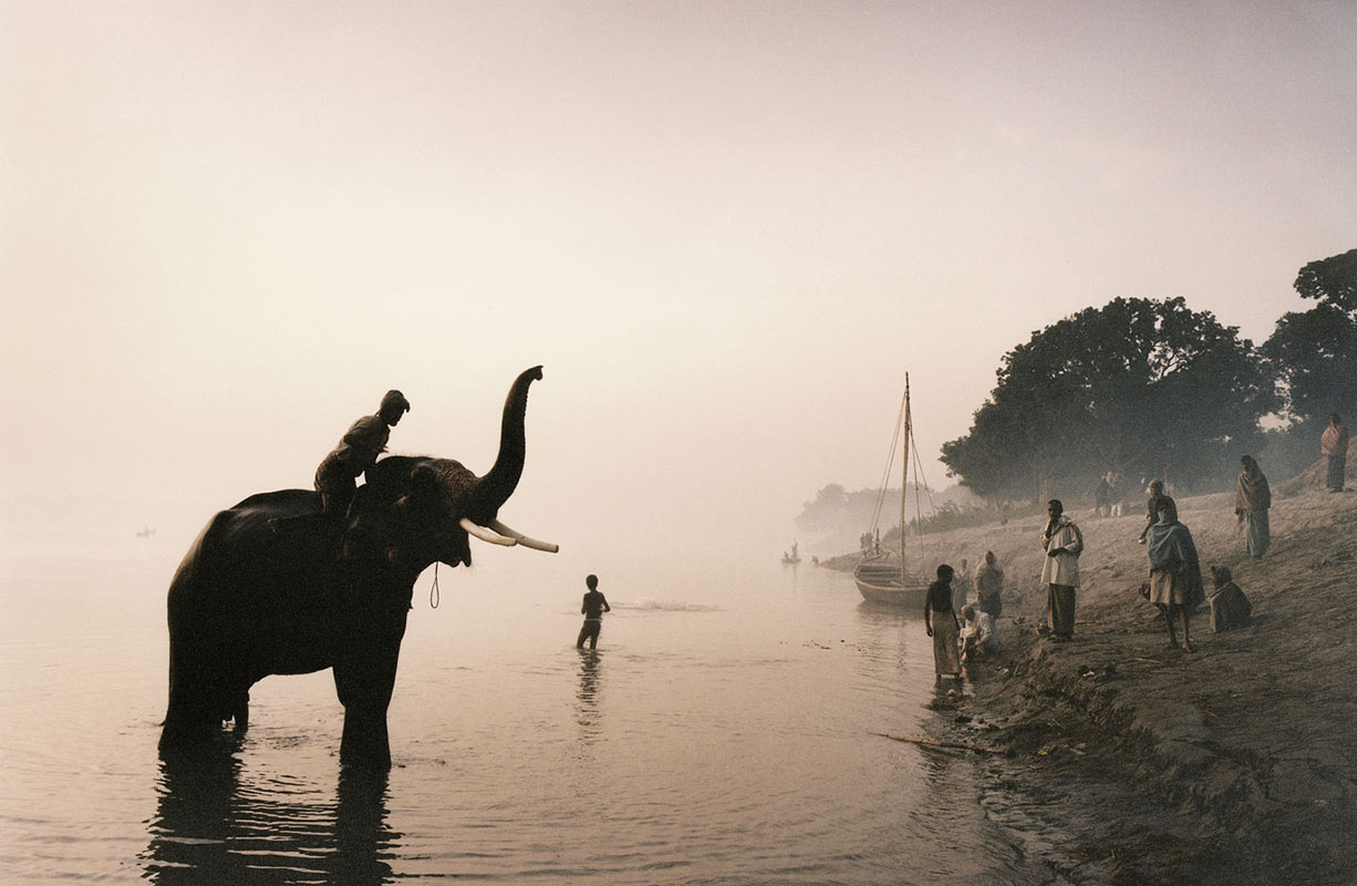 elephant.jpg
