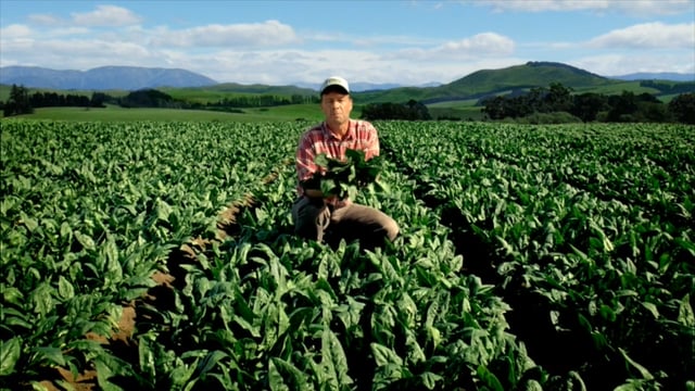 Green Giant/ Fresh Spinach