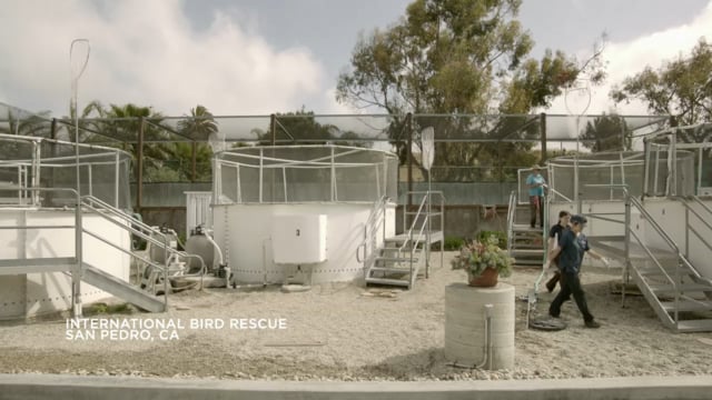 Dawn Saves Wild Life Campaign Video