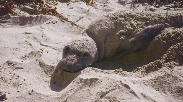 Dawn Saves Wildlife - Ashley Gray