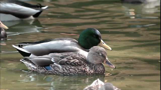 Dawn - Duck Duck Oil - Commercial Documentary