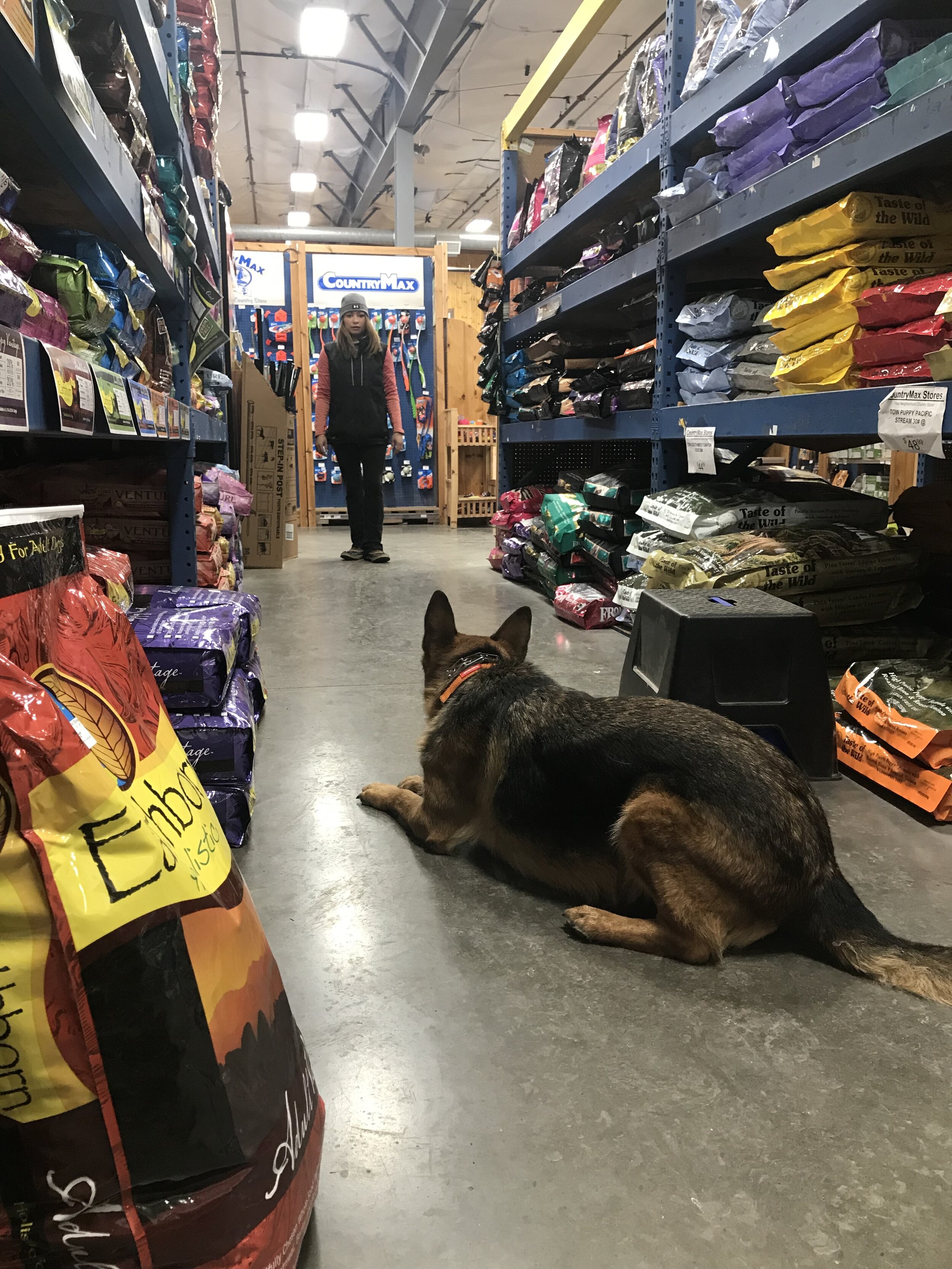 Are Dogs Allowed In Country Max