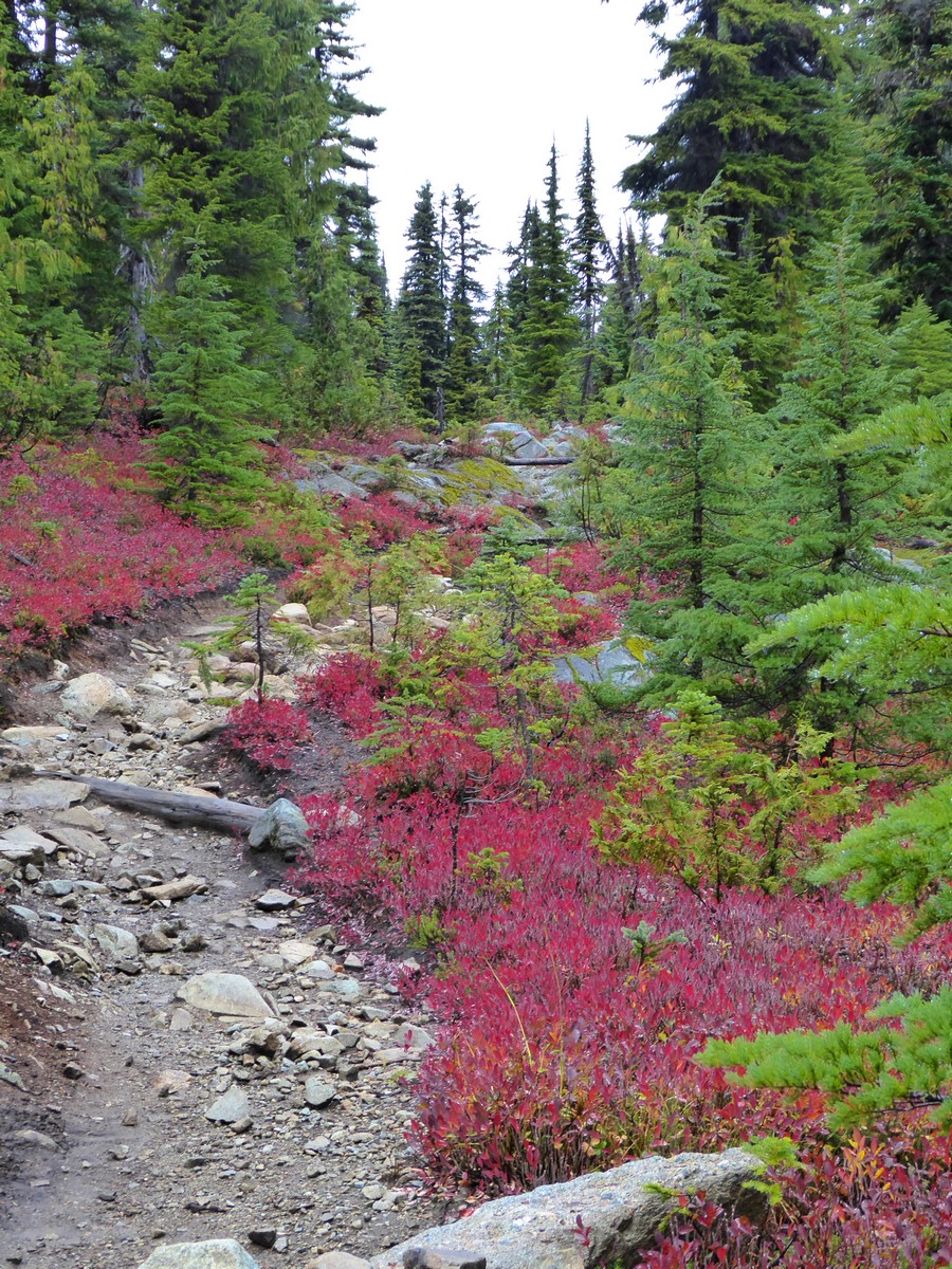 P1000807cs.jpg