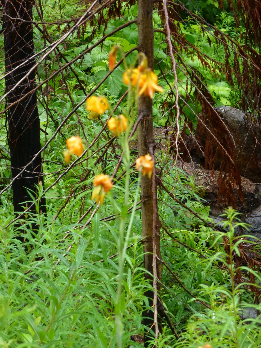 P1120885s.jpg